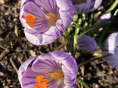 Hostagarten im Frühling