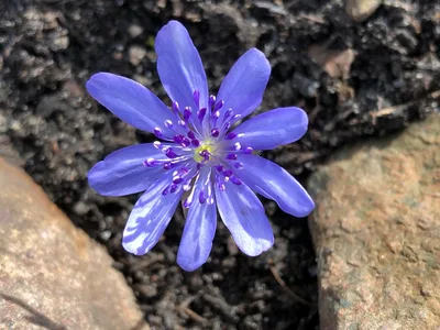 Hostagarten im Frühling