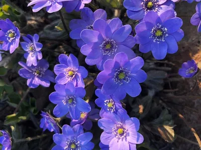 Hostagarten im Frühling