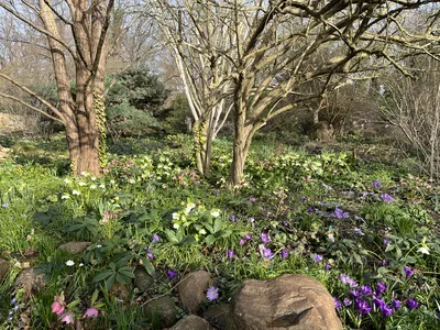 Hostagarten im Frühling
