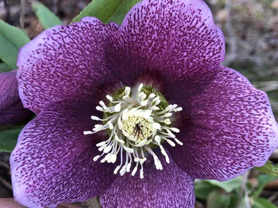 Hostagarten im Frühling