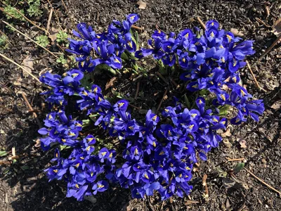 Hostagarten im Frühling