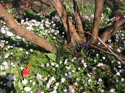 Hostagarten im Frühling