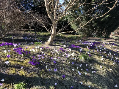 Hostagarten im Frühling