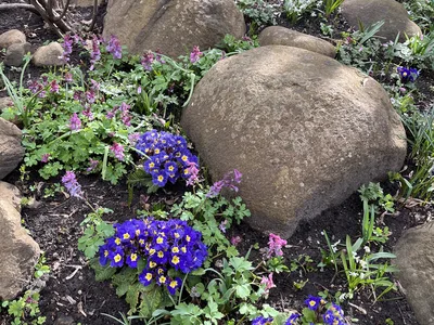 Hostagarten im Frühling