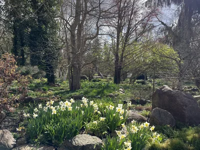 Hostagarten im Frühling