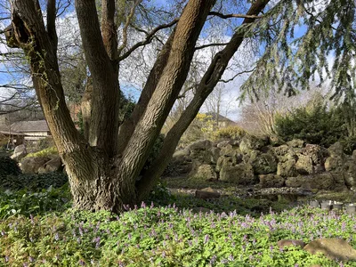 Hostagarten im Frühling