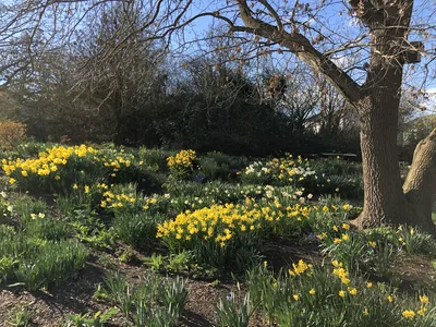 Hostagarten im Frühling