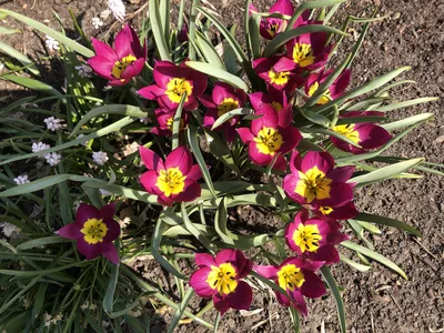 Hostagarten im Frühling