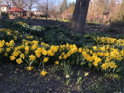 Hostagarten im Frühling