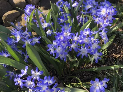 Hostagarten im Frühling