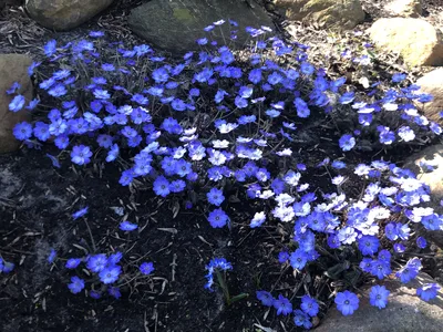 Hostagarten im Frühling