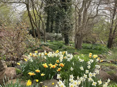 Hostagarten im Frühling