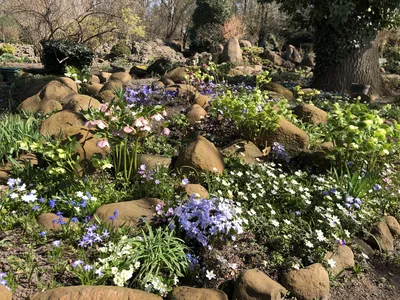 Hostagarten im Frühling