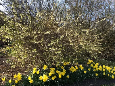 Hostagarten im Frühling