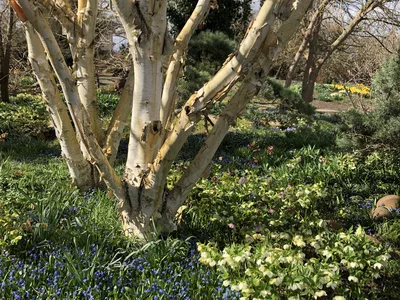 Hostagarten im Frühling