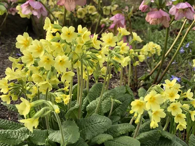 Hostagarten im Frühling