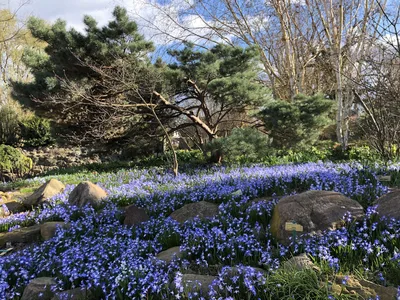 Hostagarten im Frühling