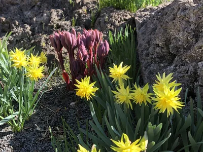 Hostagarten im Frühling