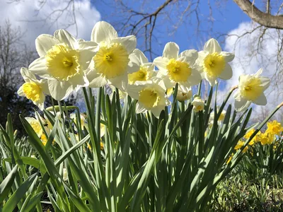 Hostagarten im Frühling