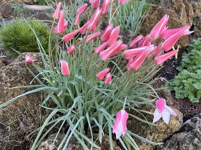 Hostagarten im Frühling