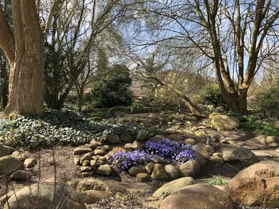 Hostagarten im Frühling