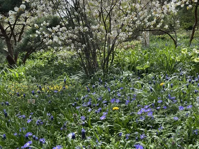 Hostagarten im Frühling