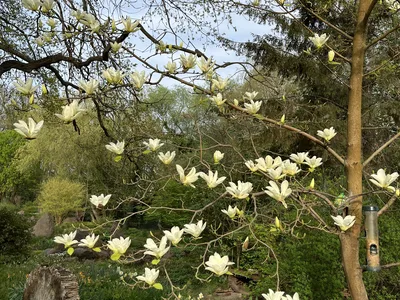 Hostagarten im Frühling