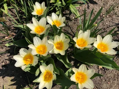 Hostagarten im Frühling