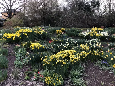 Hostagarten im Frühling