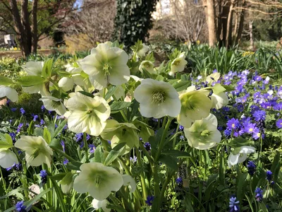 Hostagarten im Frühling