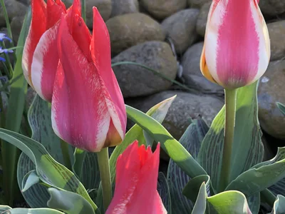 Hostagarten im Frühling