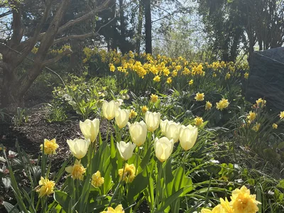 Hostagarten im Frühling