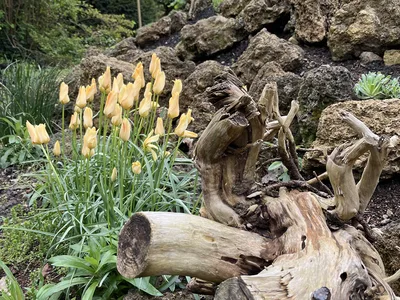 Hostagarten im Frühling