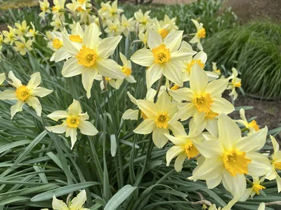 Hostagarten im Frühling