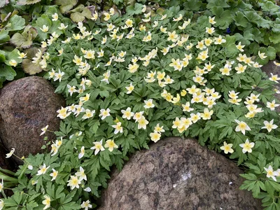 Hostagarten im Frühling