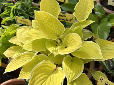 Hostagarten im Frühling