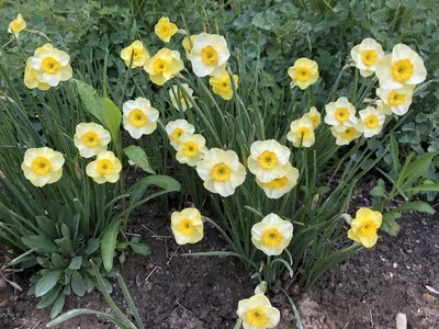 Hostagarten im Frühling