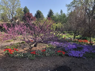 Hostagarten im Frühling