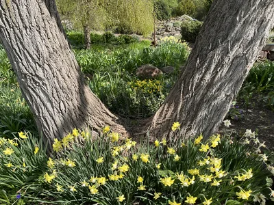 Hostagarten im Frühling