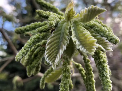 Hostagarten im Frühling
