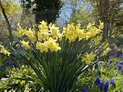 Hostagarten im Frühling