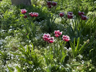 Hostagarten im Frühling
