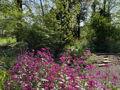 Hostagarten im Frühling