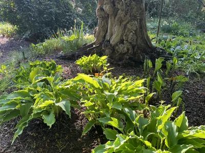 Hostagarten im Frühling