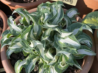 Hostagarten im Frühling