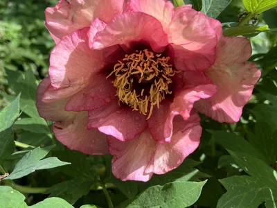 Hostagarten im Frühling