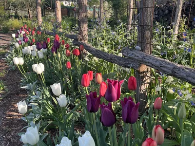 Hostagarten im Frühling