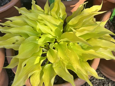 Hostagarten im Frühling