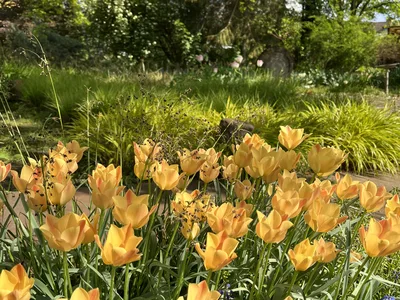Hostagarten im Frühling